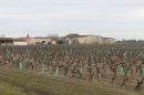 Vigne de Parempuyre